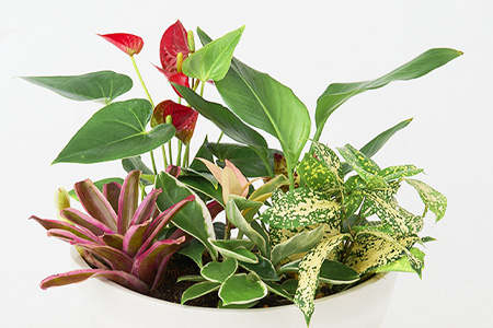 オリジナルアレンジ観葉植物　Mサイズ【寄せ植え インテリア リビング 室内 グリーン 植物 癒し リフレッシュ】 (H086105)