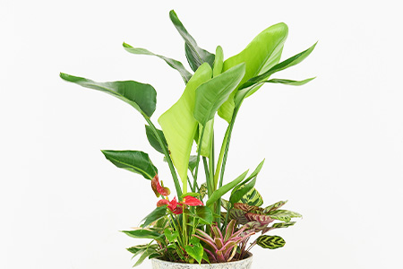 オリジナルアレンジ観葉植物　Lサイズ【寄せ植え インテリア リビング 室内 グリーン 植物 癒し リフレッシュ】 (H086106)