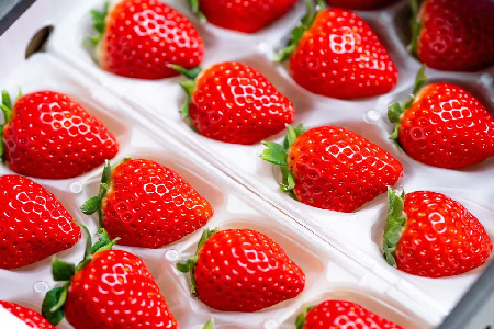 【先行受付 令和8年1月下旬より発送開始】期間限定 特選いちご(いちごさん) 250g×2パック【苺 イチゴ ブランドいちご 朝採れ デザート スイーツ フルーツ 誕生日ケーキ バレンタイン】(H101106)