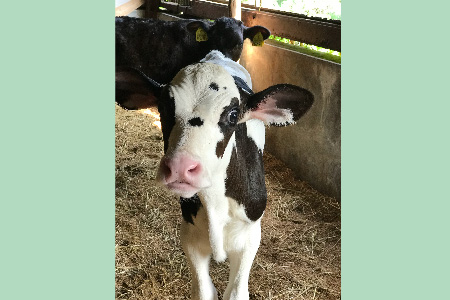 ミルン牧場の飲むヨーグルト 200ml×10本セット【人気 ノンホモ 低温長時間殺菌 牛乳】(H102138)