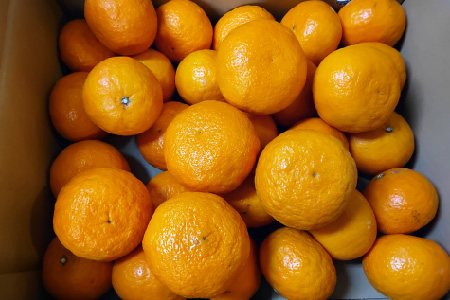 【2026年4月上旬より発送開始】南津海(なつみ)みかん 4.5kg【みかん 柑橘 オレンジ ポンカン フルーツ デザート 果汁】(H116156)