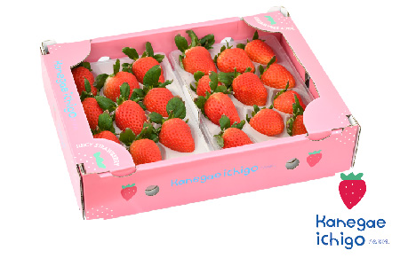 【R8年1月より発送 農家直送】さがほのか220g×2パック【いちご 苺 イチゴ 果物 フルーツ スイーツ デザート ふるさと納税】(H117101)