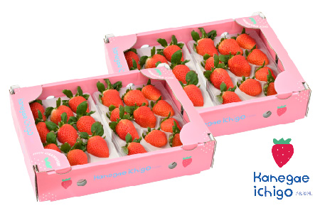 【R8年1月より発送 農家直送】さがほのか220g×4パック【いちご 苺 イチゴ 果物 フルーツ スイーツ デザート ふるさと納税】(H117102)