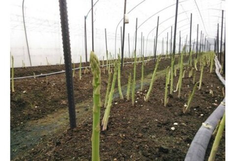 【先行受付 令和8年3月より発送】春芽のアスパラ 1.2kg 【アスパラ アスパラガス グリーンアスパラガス モデル バーベキュー BBQ こだわり 採れたて 野菜 】(H013106)