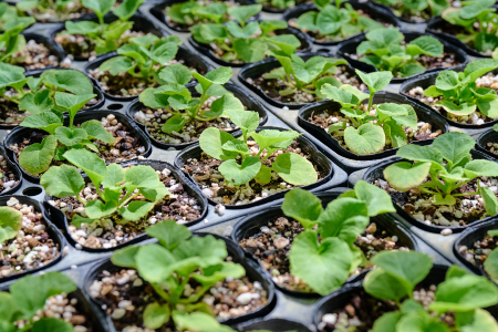 【先行受付1月7日より発送 数量・期間限定】プリムラ オブコニカ タッチミー 5号鉢×3鉢 3色おまかせセット【鉢花 ふるさと納税 プリムラ】(H069114)