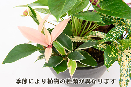 オリジナルアレンジ観葉植物　Sサイズ【寄せ植え インテリア リビング 室内 グリーン 植物 癒し リフレッシュ】 (H086104)