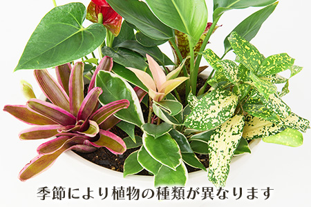 オリジナルアレンジ観葉植物　Mサイズ【寄せ植え インテリア リビング 室内 グリーン 植物 癒し リフレッシュ】 (H086105)