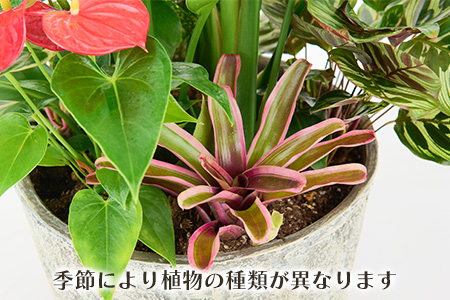 オリジナルアレンジ観葉植物　Lサイズ【寄せ植え インテリア リビング 室内 グリーン 植物 癒し リフレッシュ】 (H086106)