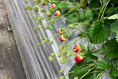 【先行受付 令和8年1月下旬より発送開始】期間限定 特選いちご(いちごさん) 250g×2パック【苺 イチゴ ブランドいちご 朝採れ デザート スイーツ フルーツ 誕生日ケーキ バレンタイン】(H101106)