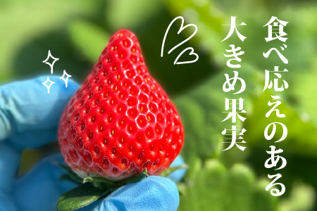 【先行受付 令和7年12月中旬より発送】【農家直送】いちごさん240g×2パック【佐賀県産 国産 人気 いちご おいしい スイーツ 果物 ブランド】(H124101)