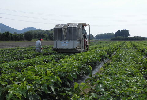 神埼桑菱茶(3g×30包)×2箱 【ふるさと納税 桑菱茶 桑 菱】(H066120)