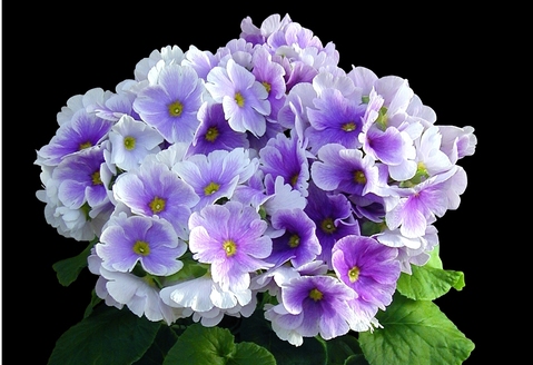 【先行受付1月7日より発送 数量・期間限定】プリムラ オブコニカ タッチミー 5号鉢×3鉢 3色おまかせセット【鉢花 ふるさと納税 プリムラ】(H069114)