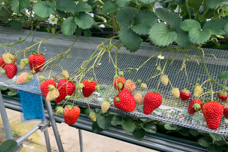 【先行受付 令和8年1月下旬より発送開始】いちごさん さがほのか 大玉いちごセット 9粒から15粒（約350g）【果物 いちご 苺 いちごさん さがほのか】(H101101)