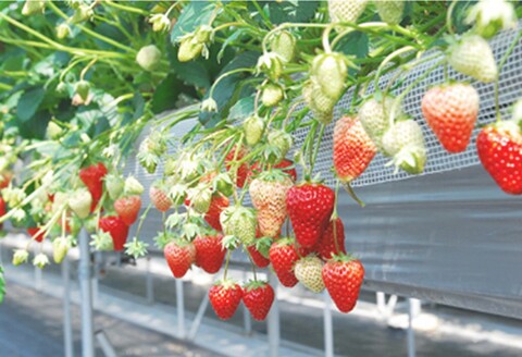 いちごミルクプリン6個セット【佐賀県産 さがほのか シャーベット プリン県  冷凍 果肉ソース】 (H017113)