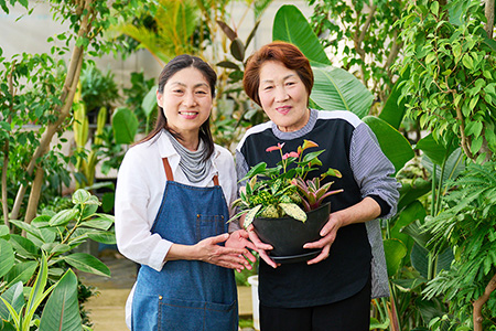 オリジナルアレンジ観葉植物　Sサイズ【寄せ植え インテリア リビング 室内 グリーン 植物 癒し リフレッシュ】 (H086104)