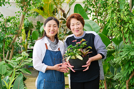 オリジナルアレンジ観葉植物　Mサイズ【寄せ植え インテリア リビング 室内 グリーン 植物 癒し リフレッシュ】 (H086105)