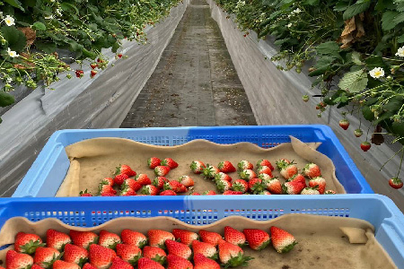 【先行受付 令和8年1月下旬より発送開始】期間限定 特選いちご(いちごさん) 250g×2パック【苺 イチゴ ブランドいちご 朝採れ デザート スイーツ フルーツ 誕生日ケーキ バレンタイン】(H101106)