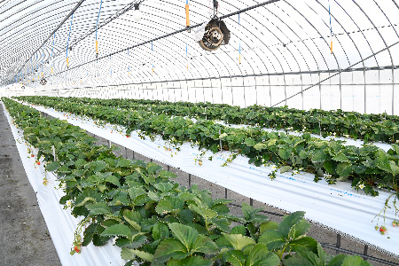 【R8年1月より発送 農家直送】さがほのか220g×4パック【いちご 苺 イチゴ 果物 フルーツ スイーツ デザート ふるさと納税】(H117102)