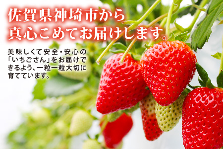 【先行受付 令和7年12月中旬より発送】【農家直送】いちごさん240g×2パック【佐賀県産 国産 人気 いちご おいしい スイーツ 果物 ブランド】(H124101)