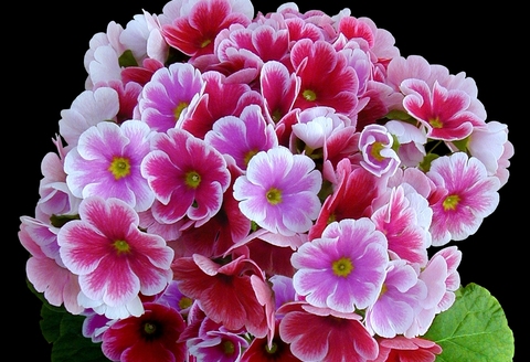 【先行受付1月7日より発送 数量・期間限定】プリムラ オブコニカ タッチミー 5号鉢×3鉢 3色おまかせセット【鉢花 ふるさと納税 プリムラ】(H069114)