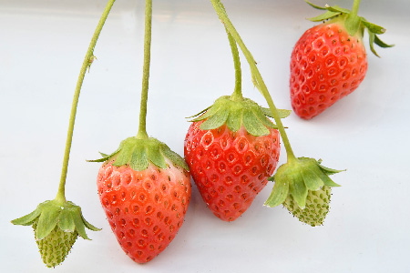 【R8年1月より発送 農家直送】さがほのか220g×4パック【いちご 苺 イチゴ 果物 フルーツ スイーツ デザート ふるさと納税】(H117102)