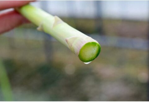 【先行受付 令和8年3月より発送】朝採りアスパラ定期便1kg×6回 【アスパラ アスパラガス グリーンアスパラガス モデル バーベキュー BBQ こだわり 採れたて 野菜 】(H013109)