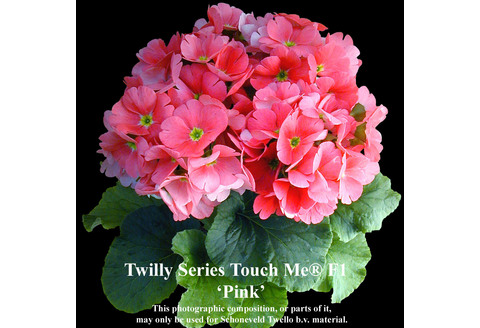 【先行受付1月7日より発送 数量・期間限定】プリムラ オブコニカ タッチミー 5号鉢×3鉢 3色おまかせセット【鉢花 ふるさと納税 プリムラ】(H069114)