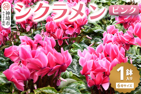 【先行受付11月20日より発送 数量・期間限定】鉢花 シクラメン ピンク 6号鉢 【鉢花 シクラメン 冬のギフト ふるさと納税】(H069111)