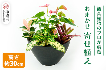 オリジナルアレンジ観葉植物　Sサイズ【寄せ植え インテリア リビング 室内 グリーン 植物 癒し リフレッシュ】 (H086104)