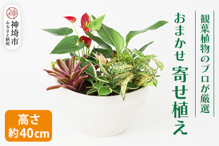 オリジナルアレンジ観葉植物　Mサイズ【寄せ植え インテリア リビング 室内 グリーン 植物 癒し リフレッシュ】 (H086105)