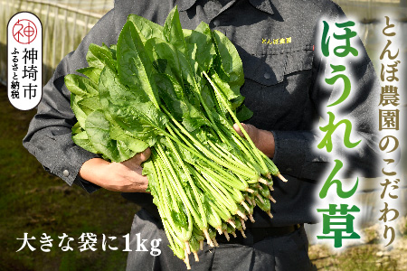 ほうれん草 1kg バラ詰め（大きな袋に1kg）【ハウス栽培 産地直送 クール便 佐賀県脊振山麓産】(H091116)