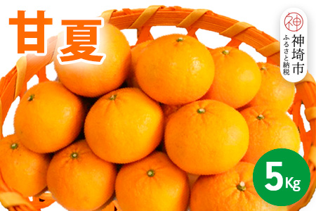 【2026年4月中旬より発送開始】甘夏 5kg【みかん 柑橘 フルーツ デザート】(H116143)