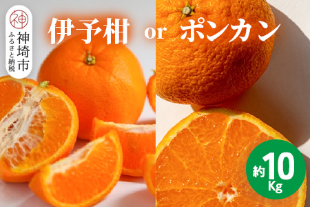 【2026年1月中旬より発送開始】伊予柑orポンカン 約10kg【みかん 柑橘 ぽんかん フルーツ デザート お楽しみ】(H116157)