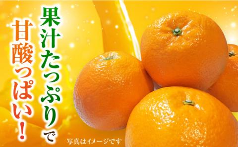 【1月中旬～2月下旬発送】甘酸っぱくておいしい！佐賀県産 みかん 「伊予柑（いよかん）」 蜜柑 ミカン みかん  5kg 吉野ヶ里町/リエンサーク [FCC008]