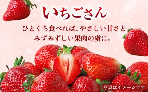 【1月中旬～2月中旬発送】やさしい味わい！いちごさん 平パック×4P 約1kg いちご イチゴ 佐賀県産 佐賀県 佐賀 パック 吉野ヶ里町/リエンサーク [FCC003]