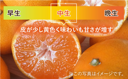 【10月上旬頃～1月上旬発送】こたつで美味しいみかんを♪ 佐賀県産 中生みかん 5kg  みかん ミカン 蜜柑 フルーツ ふるーつ 果物 くだもの 吉野ヶ里町/リエンサーク [FCC010]