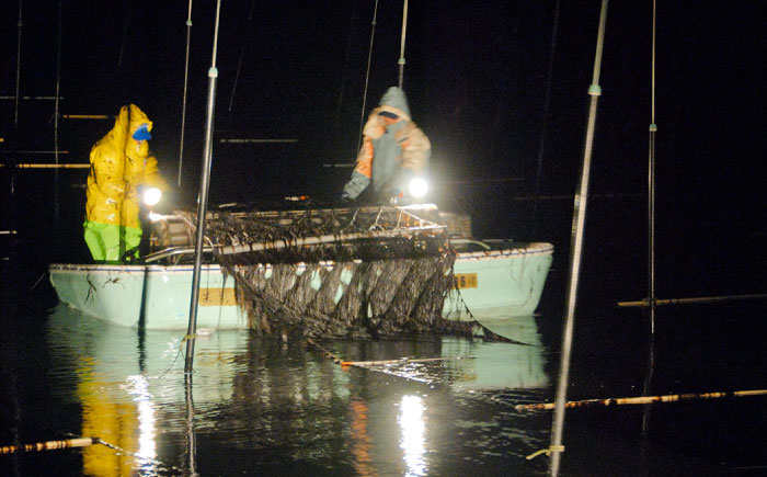 有明海産の海苔使用！焼きのり 8切カット 「小浅謹製焼海苔 金」80枚×4袋 吉野ヶ里町/小浅商事 のり[FCO010]