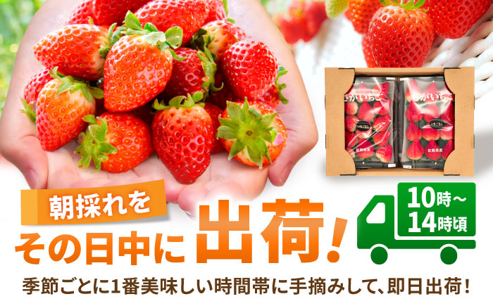 【限定数量/先行予約】【12月以降順次発送】 いちごさん 計1kg以上（約250g×4P） いちご 吉野ヶ里町/TZファーム [FDF001]
