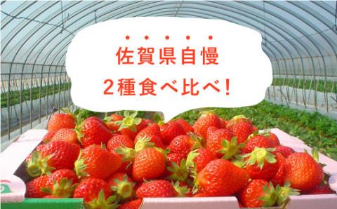 【1月～3月にお届け・3回定期便】さがほのか・いちごさん（1回4P約1kg） イチゴ いちご 苺 フルーツ 果物 佐賀県産 佐賀産 旬 吉野ヶ里町/リエンサーク [FCC005]