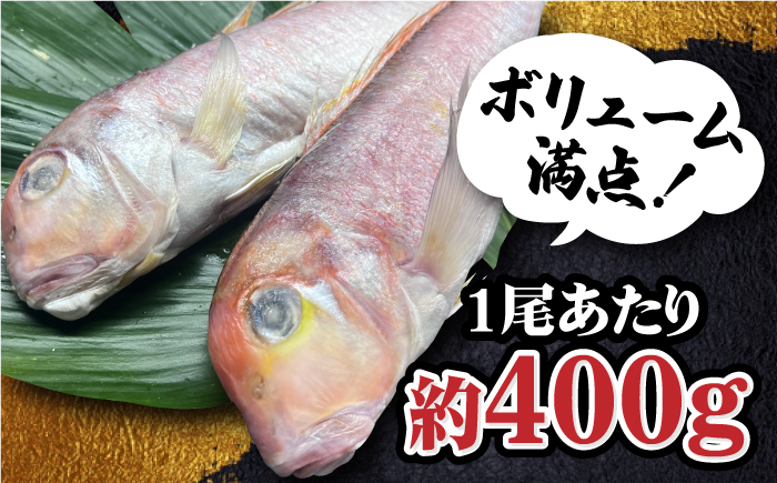 びっくりビッグサイズ！甘鯛一夜干し2尾（1尾あたり約400g） おつまみ 酒の肴 焼き物にぴったり 吉野ヶ里町/やきとり紋次郎 鯛[FCJ075]