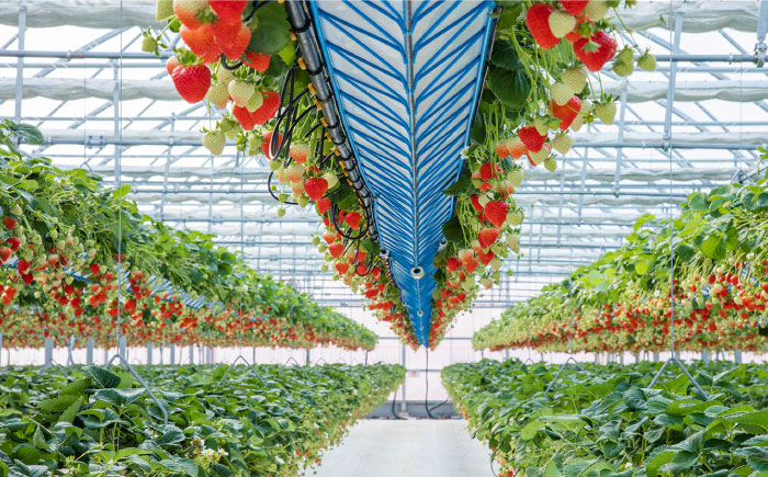 吉野ベリー入場券（1枚） 吉野ヶ里町/吉野麦米 イチゴ狩り ブルーベリー狩り [FCR001]