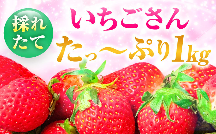 【限定数量/先行予約】【12月以降順次発送】 いちごさん 計1kg以上（約250g×4P） いちご 吉野ヶ里町/TZファーム [FDF001]