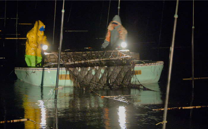 【全6回定期便】こだわりの技術で美味しいが続く！有明海の焼きのり 全型銀4帖（全型10枚分×4）吉野ヶ里町 のり[FCO005]