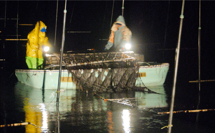 【全3回定期便】こだわりの技術で美味しいが続く！上質な高級焼きのり 全型金5帖（全型10枚分×5） 吉野ヶ里町 のり[FCO007]