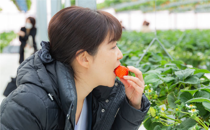 吉野ベリー入場券（1枚） 吉野ヶ里町/吉野麦米 イチゴ狩り ブルーベリー狩り [FCR001]