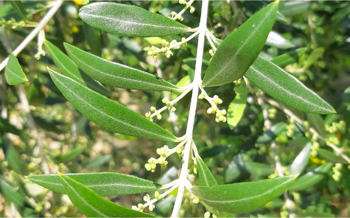 佐賀県産オリーブオイル1本（100g） 吉野ヶ里町/まちづくり会株式会社 [FBK035]