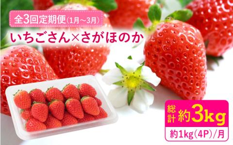【1月～3月にお届け・3回定期便】さがほのか・いちごさん（1回4P約1kg） イチゴ いちご 苺 フルーツ 果物 佐賀県産 佐賀産 旬 吉野ヶ里町/リエンサーク [FCC005]