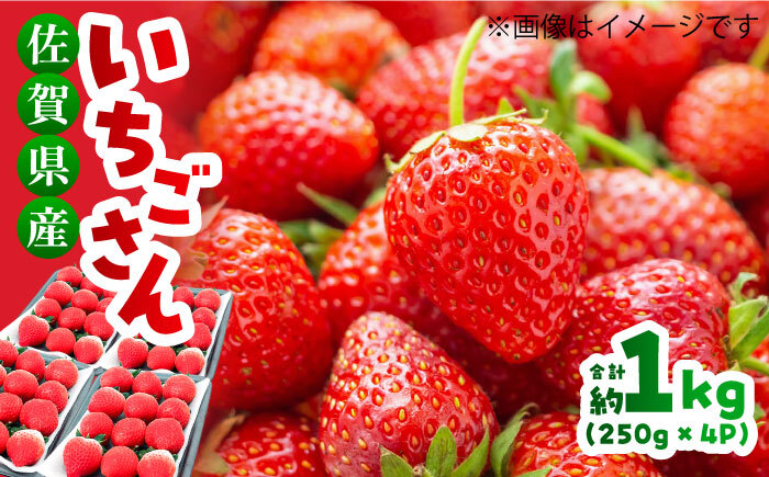 【限定数量/先行予約】【12月以降順次発送】 いちごさん 計1kg以上（約250g×4P） いちご 吉野ヶ里町/TZファーム [FDF001]