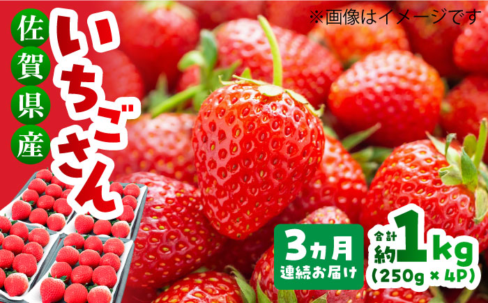 【1月～3月発送】【全3回定期便】いちごさん 計1kg以上（約250g×4P） 吉野ヶ里町/TZファーム いちご[FDF002]