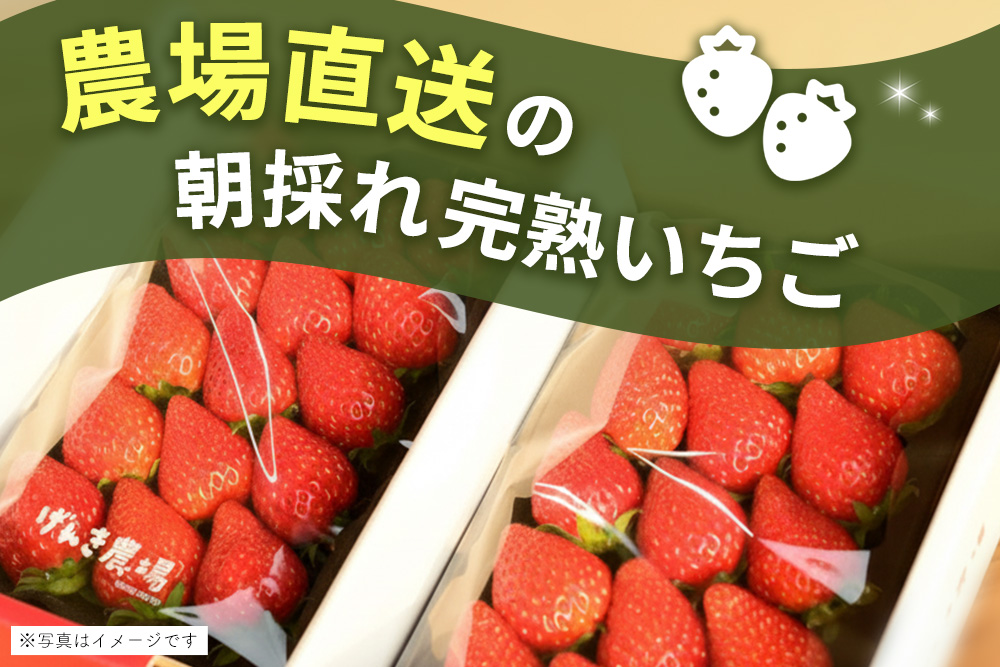 【農場直送いちご】おいCベリー(約280g×4P)【ふるさと納税 基山町産 いちご イチゴ 朝採れ 完熟果 KBCテレビ「ふるさとwish」で紹介されました】K100034
